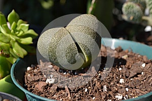 Pleiospilos Nelii Split Rock Succulent Plant