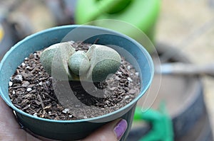 Pleiospilos Nelii Split Rock Succulent Plant