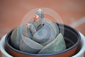 Pleiospilos nelii, splitrock, living granite. Flowers orange buds