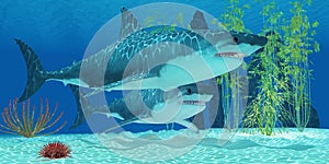 Pleistocene Megalodon Shark