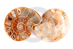 Pleistocene Seashell Isolated On White