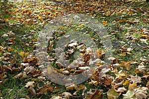 Plenitude of dry fallen leaves of maple on green grass