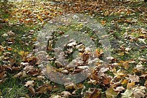 Plenitude of dry fallen leaves of maple on green grass photo