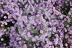 Plenitude of light pink flowers of Michaelmas daisies