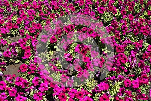 Plenitude of magenta colored flowers of petunias