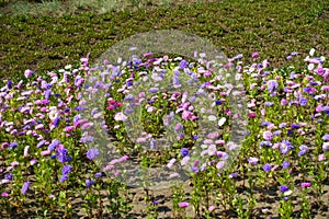 Plenitude of multicolored flowers of China asters