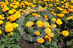 Plenitude of orange flowers of Tagetes erecta in July