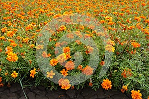 Plenitude of orange flowers of Tagetes patula photo