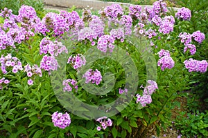 Plenitude of pink flowers of Phlox paniculata in July photo