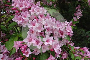 Plenitude of pink flowers of Weigela florida in May