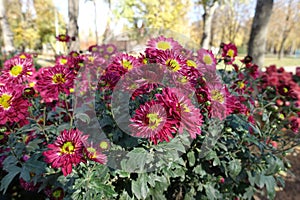 Plenitude of pink and yellow flowers of Chrysanthemums in November