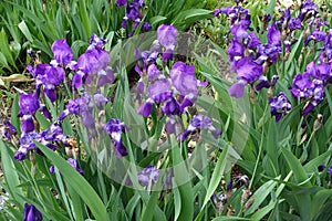 Plenitude of purple flowers of Iris germanica with rain drops