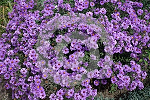 Plenitude of purple flowers of Symphyotrichum novae-angliae with bees photo