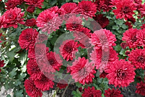 Plenitude of red flowers of Chrysanthemums photo