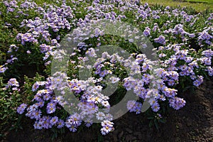 Plenitude of violet flowers of Michaelmas daisies photo