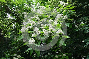 Plenitude of white flowers of catalpa in June