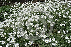 Plenitude of white flowers of Cerastium tomentosum