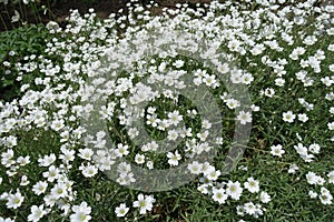 Plenitude of white flowers of Cerastium tomentosum photo