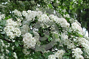 Plenitude of white flowers of common hawthorn