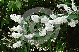 Plenitude of white flowers of double Deutzia crenata photo