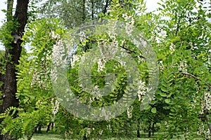 Plenitude of white flowers in the leafage of Robinia pseudoacacia