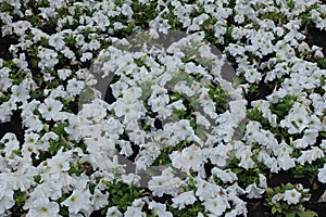 Plenitude of white flowers of petunias in June