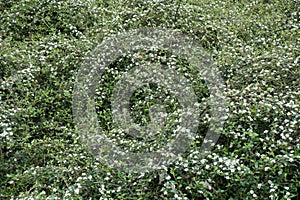 Plenitude of white flowers of rock cotoneaster in May photo