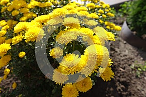 Plenitude of yellow flowers of Chrysanthemums