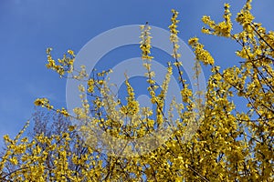 Plenitude of yellow flowers of forsythia against blue sky in March photo