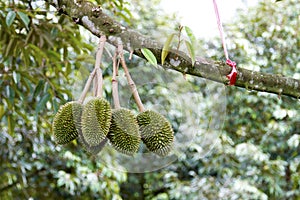 Plentiful Durian