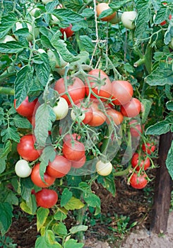 Plentiful fructification of tomatoes