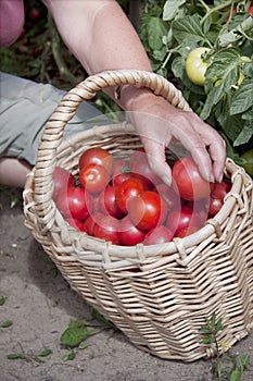 Plentiful fructification of tomatoes