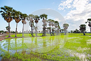 Plentiful green rice field photo