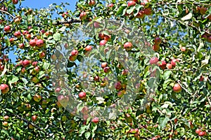 Plentiful harvest of apples on a tree Malus domestica