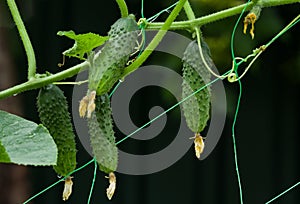 A plentiful harvest of cucumbers in the garden. On a dark natural background photo