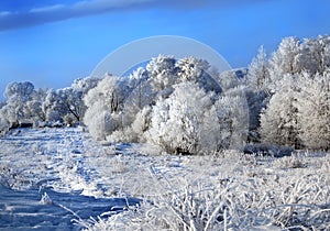 Plentiful hoarfrost on branches of trees