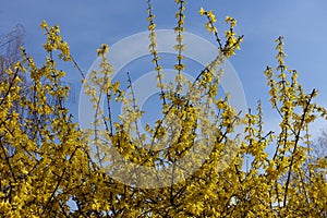 Plentiful yellow flowers of forsythia against blue sky in March photo