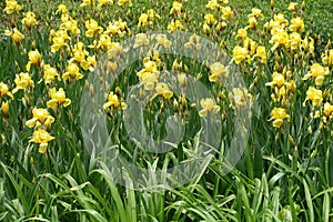 Plentiful yellow flowers of Iris germanica in May