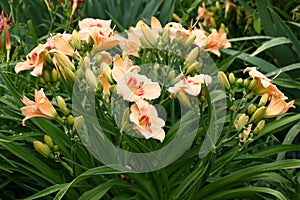 Plentifully blossoming hemerocallis.