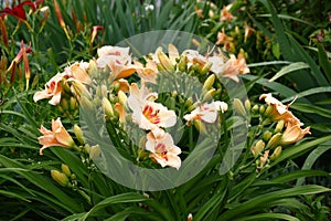 Plentifully blossoming hemerocallis at a distance.