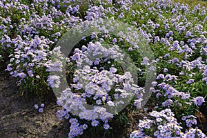 Plentitude of violet flowers of Michaelmas daisies