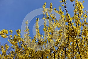 Plentitude of yellow flowers of forsythia against blue sky in March photo
