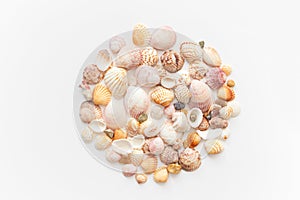 Plenty amazing seashells shape round, top view isolated on white