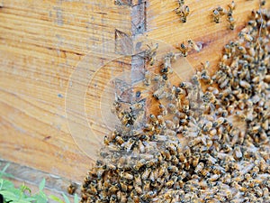 Plenty of bees at the entrance of beehive in apiary. Busy bees, close up view of the working bees. Wooden beehive and bees