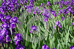 Plenty of bright violet flowers of irises