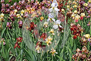 Plenty of colorful flowers of bearded irises
