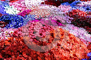 Plenty of colorful gerberas