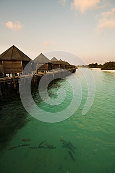 Plenty of fish in the sea