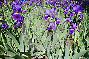 Plenty of flowering irises in spring