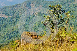 Plenty of forest in northern Thailand